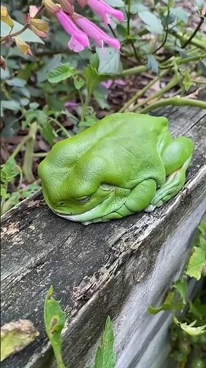 Amazing Facts About the Australian Green Tree Frog #greentreefrog #reptiles