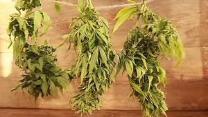 clip-31846147-drying-hanging-hemp-green-medical-cannabis