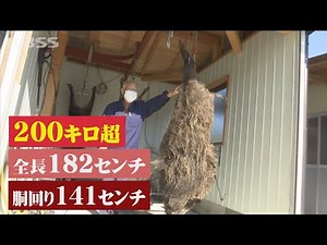 驚愕！200キロ以上の巨大イノシシ捕獲…圧巻のその姿はまさに山の主