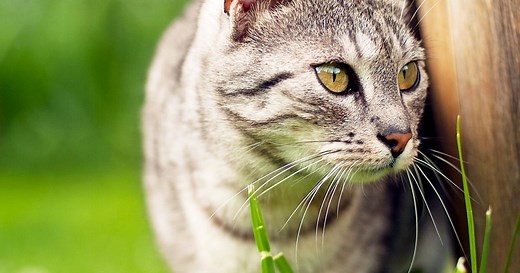 Keeping cats out of your garden