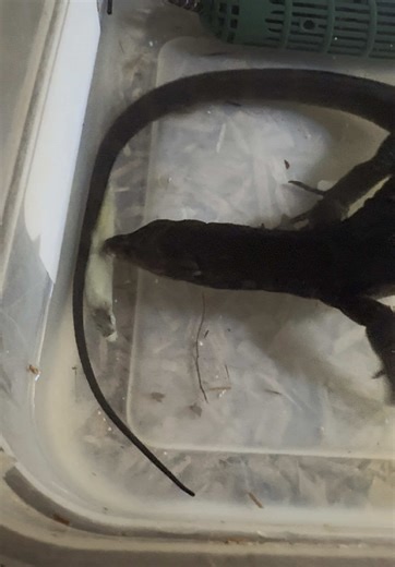 giving my Black Dragon a little enrichment by placing its food in the water bowl. This encourages natural hunting and foraging behaviors, keeping it active, alert, and mentally stimulated. Enrichment like this is a great way to mimic the challenges they’d experience in the wild while promoting healthy, natural behavior in captivity. • • • • #monitorlizard #blackdragon #varanus #trend #reptile #reptiles #animals #reptilekeeper