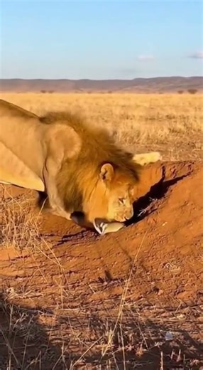 Close Range Snake Ambush Knocks Down Lion in Handheld Footage