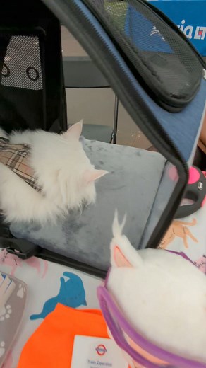 Hello from the GCCF Supreme show! 😸👋 Busy morning, someone is getting a little nap time in. | Travis and Sigrid