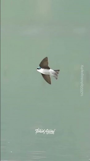 Tree Swallow in flight #swallow #treeswallows #wildlife #birdsofyoutube #birdlovers #birds #inflight