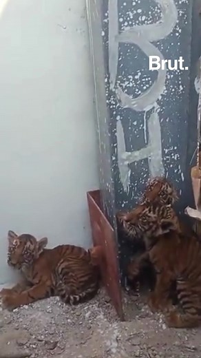 87K views · 354 reactions | These tiger cubs were rescued from an agricultural field in Andhra Pradesh’s Pedda Gummadapuram village on March 6. Officials are still trying to reunite them with their mother. India has witnessed deaths of nearly 30 tigers in the last 2 months according to India’s tiger conservation authority. However, the authorities also said that the number is not alarming as tigers tend to move out of their territories from January to March.  | Brut India | Facebook