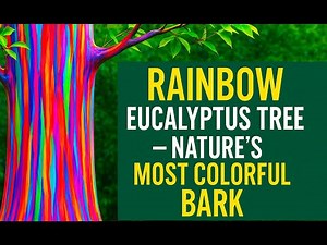 Rainbow Eucalyptus Tree – Nature’s Most Colorful Tree