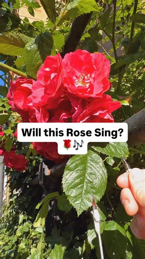 On a quiet street in Stockholm, we connected a China Rose to PlantWave. The device translates subtle electrical signals within the plant into sound. Each note drifts like breath, a reminder that life is always in conversation. What plant would you listen to? Learn more at PlantWave.com #plantwave #plantmusic #roses #flowers #plants #gardening #love | PlantWave