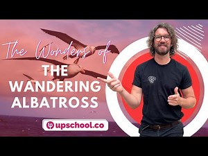 The Wandering Albatross – Can this Bird Really Sleep While it Flies? | ‪@upschoolofficial‬