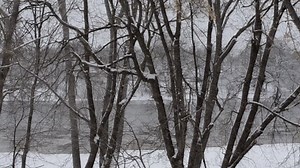 Flurry, Winter, Snow. Free Stock Video