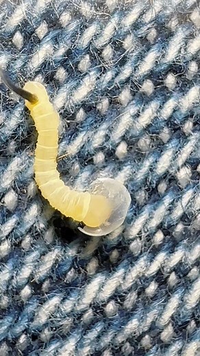 A deaths head caterpillar eating its shell 🐛 When a caterpillar hatches, first thing it often eats is its own eggshell! That shell, called a chorion, is rich in protein and minerals a perfect first meal to give the tiny larva a boost of energy It also helps hide evidence from predators by removing the empty egg So it’s both breakfast and self-cleaning! 🥚✨ Nature wastes nothing🌿🐛 | Jumping spider & Moth life
