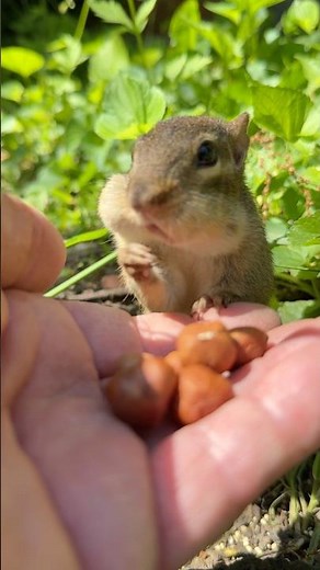 Baby Squishy wanted to wish a Happy Birthday to Hannah #shorts #babysquishy #birthday #chipmunks