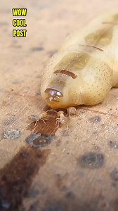 Queen Termite: A Mother's Duty Ever wondered what a termite queen looks like? Her sole purpose is to lay eggs, creating thousands of new members for her colony. She's attended to by her worker termites, who bring her food and care for her. An incredible look at the social structure of these fascinating insects! #termites #termitesofinstagram #insects #insectsofinstagram #queen #colony #nature #naturelover #wildlife #wildlifephotography #animals #animalsoftiktok #fascinatingfacts #didyouknow #ent