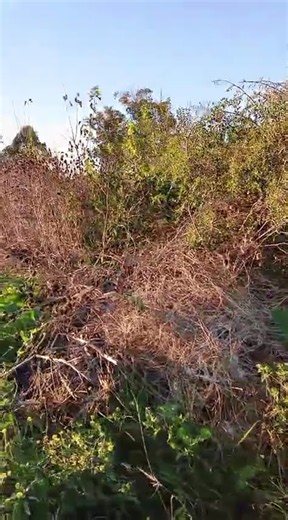 URGENT SEARCH! Sicardi neighbors demand owner of abandoned lot clean it up due to rats