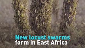 63K views · 56 reactions | In 2020, East Africa has already seen the worst locust invasion in over 70 years. Now, new swarms are forming and threatening food security on both sides of the Red Sea. See what's happening. | CGTN America | Facebook