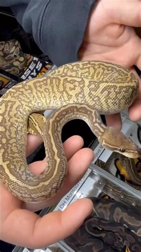 Monsoon Mojave Ball Python