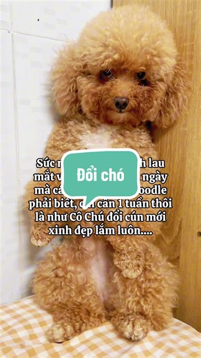 Chỉ cần được chải lông mỗi ngày poodle lúc nào cũng xinh đẹp, lông tơi bồng như mới bế từ spa về...#heorô♦️ #ốctiêu #tắmbosstạinhà #chảilôngpoodleđúngcách #yêuđộngvật