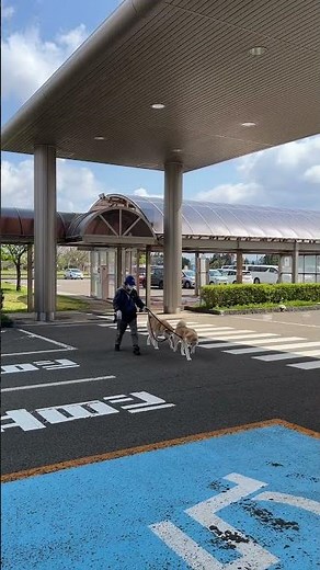 【秋田犬のお出迎え】🐾いつもありがとう💕 2025.5.8 #秋田犬 #akita #大館能代空港