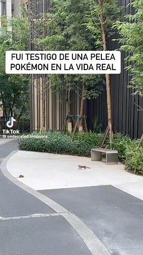 574K views · 10K reactions | Dos Pokémon salvajes han aparecido! | Nintroleros | Facebook