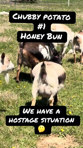 We Have a Hostage Situation 🤣 #goat #farmlife #zioncreekfarm #funny #fyp