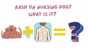 Rash on Nursing Dog? 5 Common Reasons - Bulldogpapa