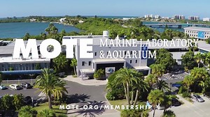 174K views · 369 reactions | Don’t just wonder about Mote and everything it has to offer. Be a part of it! | Mote Marine Laboratory & Aquarium | Facebook