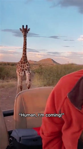 Funny Giraffe#funny #giraffe #funnyanimals #funnyvideos #fyp