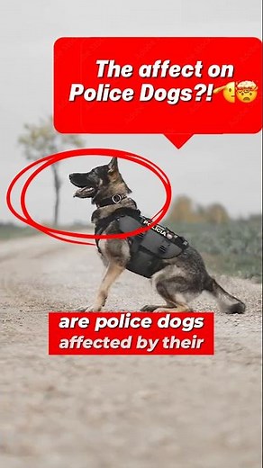 How WORK affects POLICE dogs 💔🤯?!?