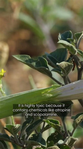 The Sacred Datura Plant is dangerous and beneficial and here’s why.