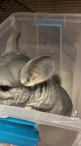 Did you know chinchillas take regular dust baths to keep their coats clean and healthy? We absolutely adore watching Bean & Nugget having fun together! | Greenhill Humane Society