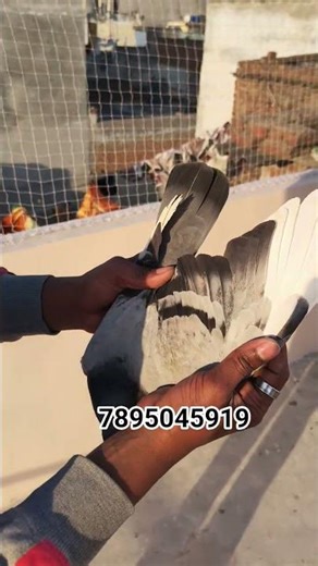 for sale patiyala dubaz #indianpigeons #kabutarlovers #loftlife #sale