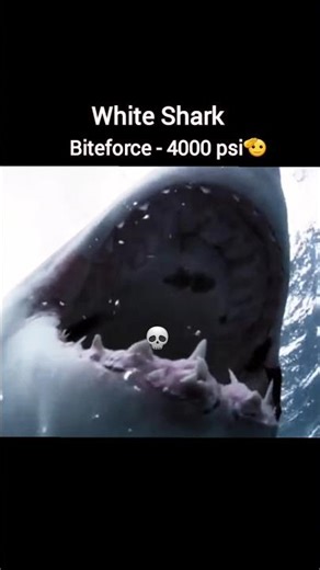 Crocodile vs Shark: Strongest bite force? #shorts
