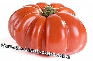 Plants: Beef Tomatoes: The Best Varieties - My Beautiful Garden | 2025