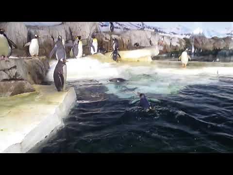 Penguins: Kansas City Zoo: Late-2021