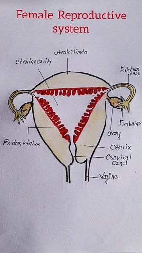 How to draw female reproductive system #easy #shorts