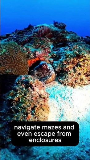 Octopus Intelligence: Masters of Problem-Solving and Tool Use 🧠🐙"