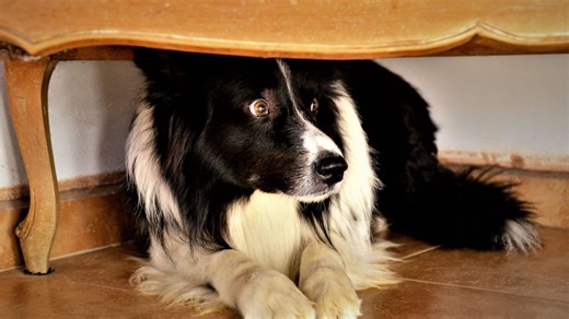 Is your dog scared of thunder? How to help your dog cope when it storms every day in Florida