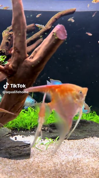 DIY Underwater Jungle Aquarium at Home