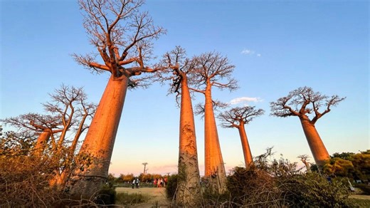 Avenue of the Baobabs: Madagascar's natural monument with dozens of 'mother of the forest' trees