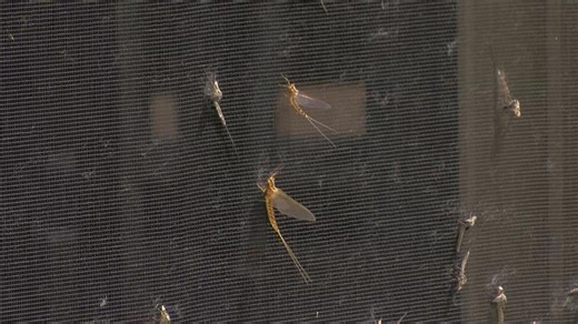 Mayflies make a late return to northwest Ohio, swarming Point Place