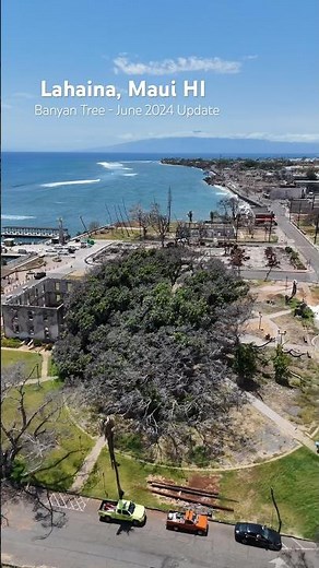 Lahaina’s Banyan Tree June 2024 Update… 10 months after the big 🔥. #maui #lahaina #lahainafire