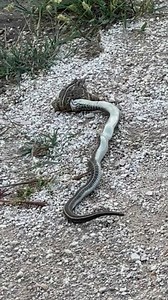 12K views · 45 reactions | Spring is here and so are the snakes. | Huntchannel.tv | Facebook