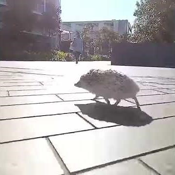 Hedgehog running so fast 🦔n