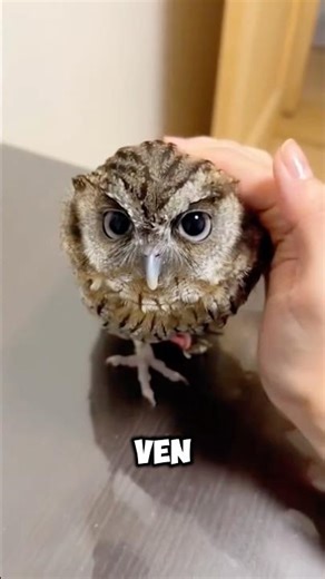 ¿Cómo se ve un zorro bebé? #viralvideo