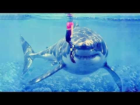 15 GIANT SHARKS CAUGHT ON CAMERA
