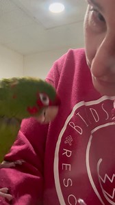 Forest is a little Mitred Conure with a ton of personality. She can be sassy and nippy, but for the right person she is excited to be part of your life and just wants to be with and on you doing all the things that you are doing. She is extremely interactive and not a bird that will be suited to being stuck in a cage for the majority of her life. As per usual, do not send money over the Internet for animals for any reason. There are no reputable rescues that are shipping animals to anyone, and n