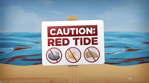 New Red Tide and Seafood Safety Video – Available in English and Spanish In a new video, we dive deep into the topic of red tide and seafood safety in Florida. Watch to learn more about how red tide affects the marine ecosystem and the harvest and consumption of finfish and shellfish. Reminder: There is no current reported effects on seafood safety, but it is always important to stay informed! For more information on red tide in Florida: MyFWC.com/redtide For more videos on red tide and harmful 