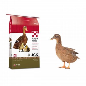 49K views · 544 reactions | The Purina® Duck Feed you know and love is now available in two convenient sizes – 5-pound bags for smaller flocks and our new 40-pound bags for larger flocks. Both sizes include all 38 nutrients your ducks need to start strong, stay strong and lay strong – including niacin. Waddle to your nearest Purina® retailer to try a bag today! | Purina Flock | Facebook