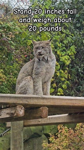 How big are Canadian Lynx?