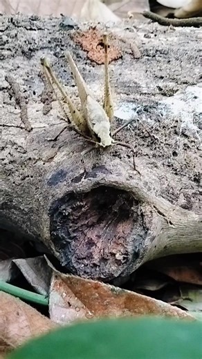 Mecopoda elongata (Linnaeus, 1758) is a large, widely distributed, and noisy species of bush cricket (Tettigoniidae) found in Asia, including India, China, and Malesia. Often called the Tropical Brown Grasshopper, it is characterized by its large size, brown coloration, and long hind legs. Males are known for producing, at night, a distinctive, long-distance calling song described as a "train call" to attract mates. Key Characteristics and Biology Appearance: These are large, primarily brown kat