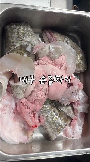 동해에서 잡아온 대구 셀프 손질하기 #대구 #대구낚시 #왕대구 #대구손질